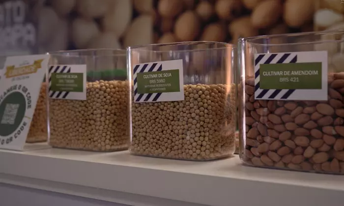 NOVOS MERCADOS PARA EXPORTAÇÃO DE PULSES NO MATO GROSSO