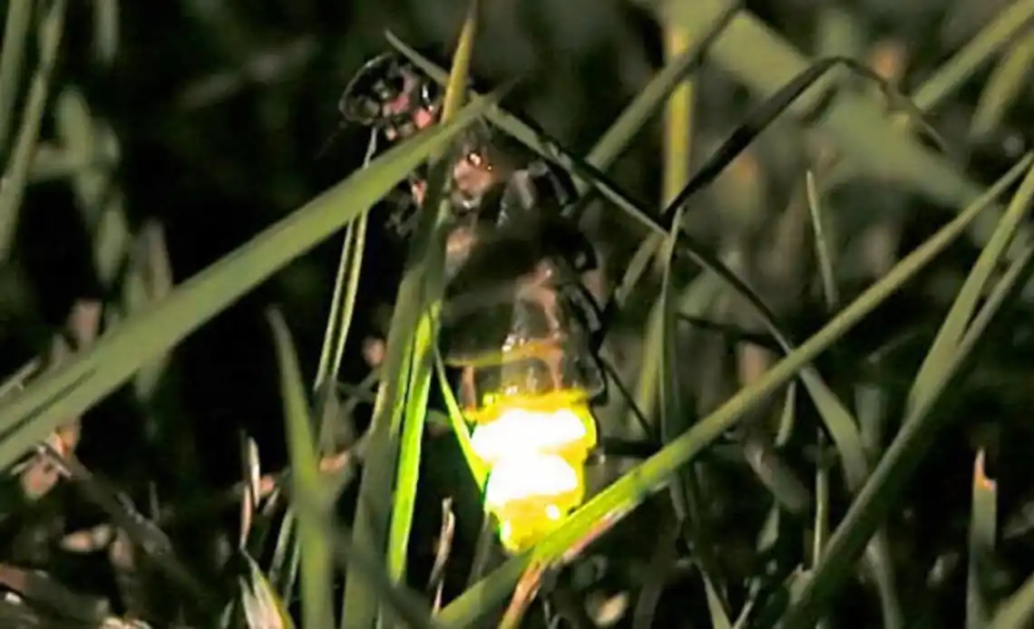 Como o Vaga-lume emite luz?