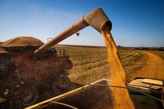 Em uma década, produção de milho mais do que dobrou em Mato Grosso