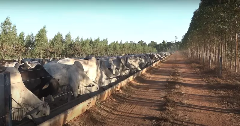 NO MT INTENÇÃO DE CONFINAMENTO EM 2022 AUMENTA 22%