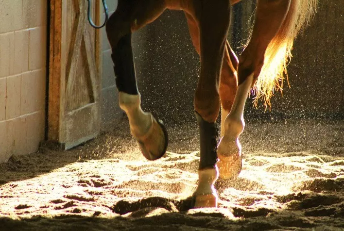 Cavalos com cascos saudáveis são mais produtivos, afirma especialista