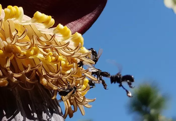 Quais são os mecanismos de defesa das abelhas sem ferrão?