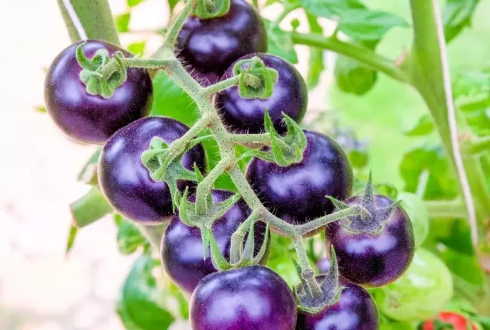 Tomate roxo deve chegar em breve às prateleiras