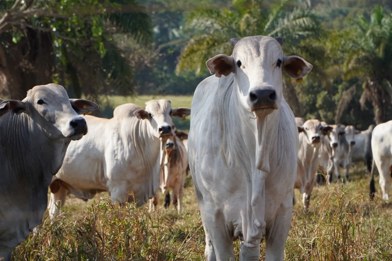 Rebanho bovino bate recorde ao atingir 224,6 milhões de cabeças em 2021