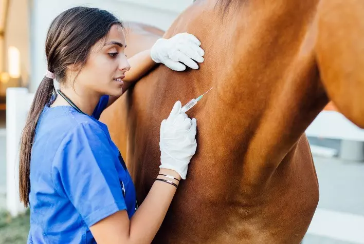 Vacinação dos equinos previne doenças graves, como leptospirose e encefalomielite