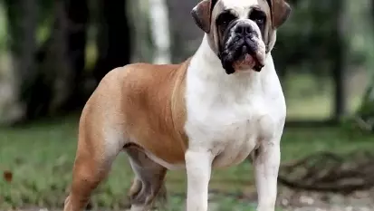 Conheça o famoso “Cão Boiadeiro” Buldogue Campeiro