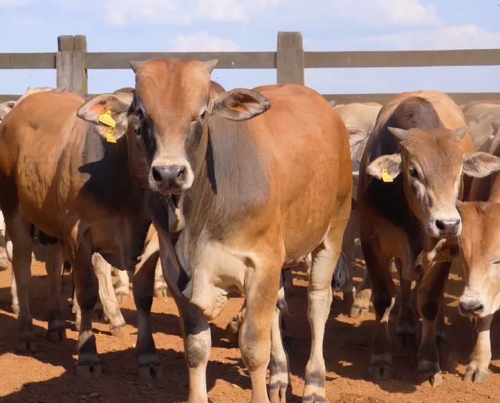 RAÇA ESPANHOLA- BOA CONVERSÃO ALIMENTAR E CARNE RICA EM ÔMEGA 9 IMPRESSIONA