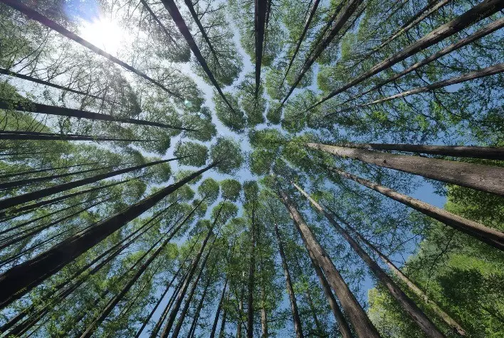 Receita do setor de árvores cultivadas bate recorde de R$244,6 bilhões em 2021, segundo novo Relatório Anual da Ibá