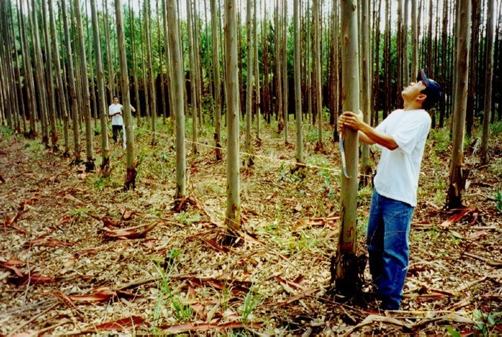 Carreira na área de engenharia florestal exige capacidade de adaptação