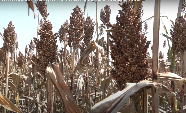 SORGO BRS 373 - EFICÊNCIA NO CONTROLE DE NEMATÓIDES