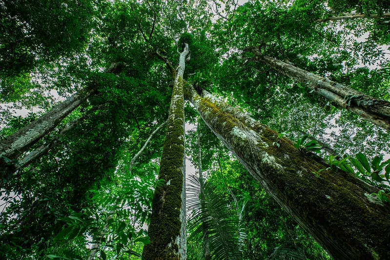 Mapa de Vegetação Primária de Mato Grosso será atualizado e vai ajudar no combate ao desmatamento ilegal