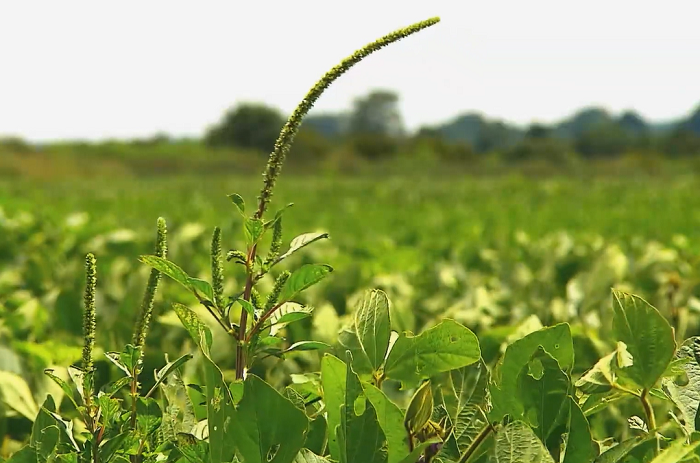 AMARANTHUS PALMERI - MANEJO CULTURAL É A MELHOR ESTRATÉGIA