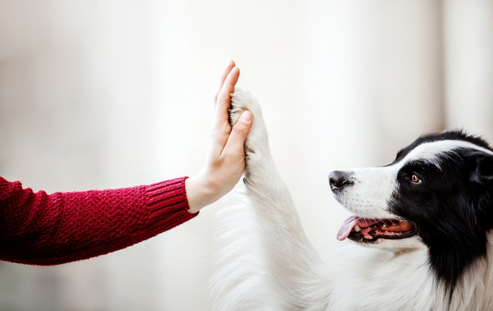 Vacinação dos pets: fundamental para o tutor e o animal