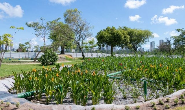 Jardins filtrantes despoluem águas de riacho