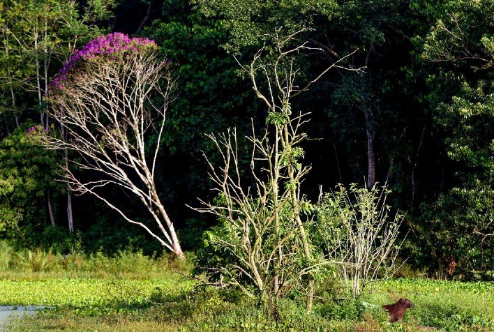 Brasil estoca no solo o equivalente a 70 anos de emissões de CO2