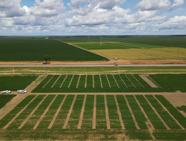 Ensaios avaliam desempenho de cultivares de soja em ano de intenso estresse  climático