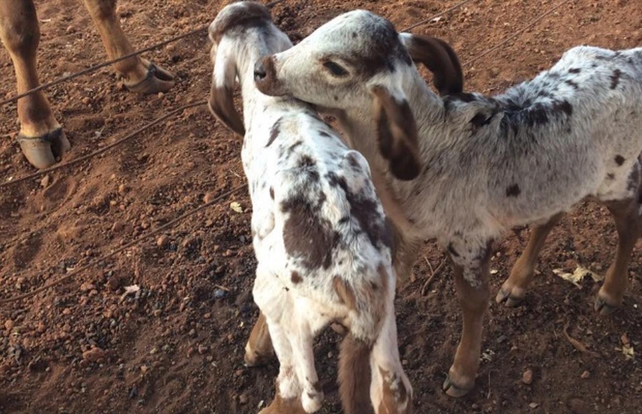 Em caso raro, vaca dá à luz bezerros gêmeos de sexos diferentes em Goiatuba