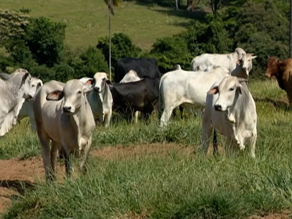 Preço médio da arroba do boi gordo se mantém em R$ 256 pela segunda semana em Rondônia