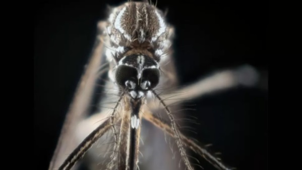 Como os mosquitos farejam os humanos para picar?