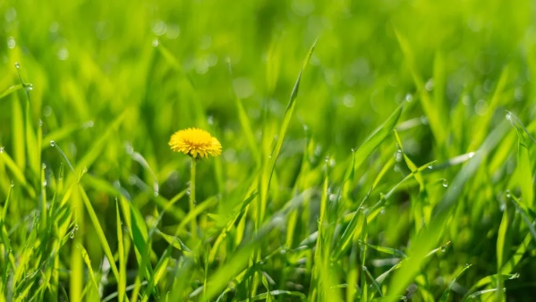 Por que a grama é verde?