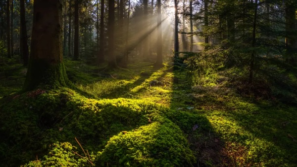 Quando surgiram as primeiras florestas da Terra?