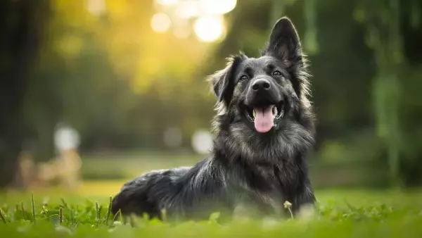 Cães: História, evolução e comportamento dos nossos melhores amigos