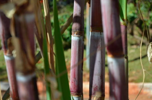 Em crise, setor pede garantia de remuneração aos produtores de cana