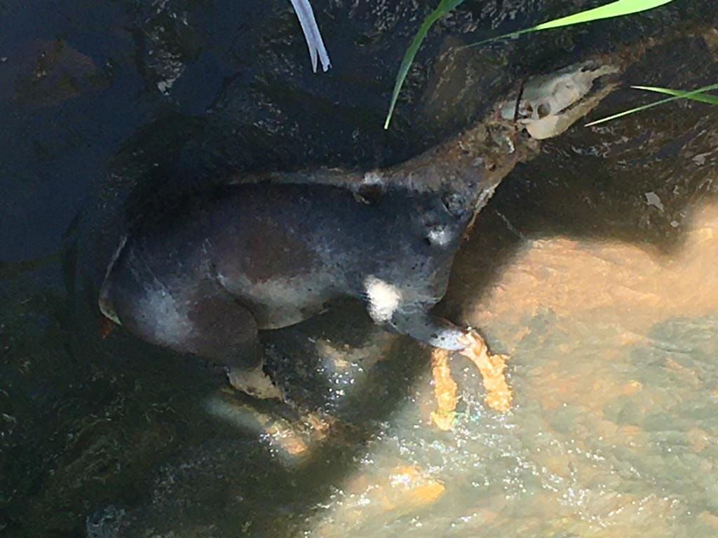 Prefeitura retira cavalo morto na encosta do Morro do Cantagalo, Rio de  Janeiro