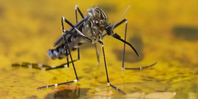 Minas confirma primeira morte por febre amarela em 2023