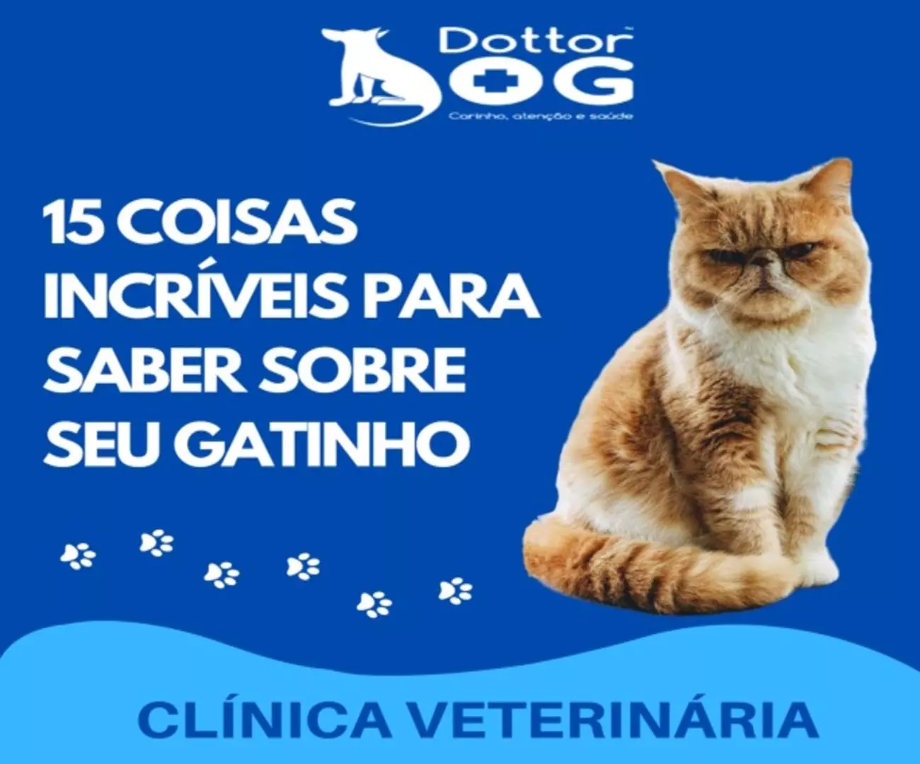 OLHA SÓ QUANTAS CURIOSIDADES SOBRE SEUS ADORADOS  GATINHOS