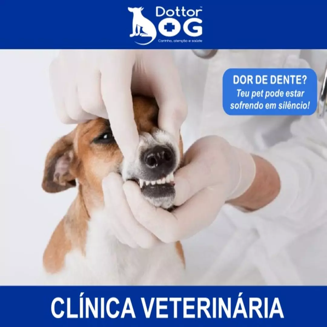 DOR DE DENTE PET, SAIBA QUAIS POSSAM SER AS CAUSAS