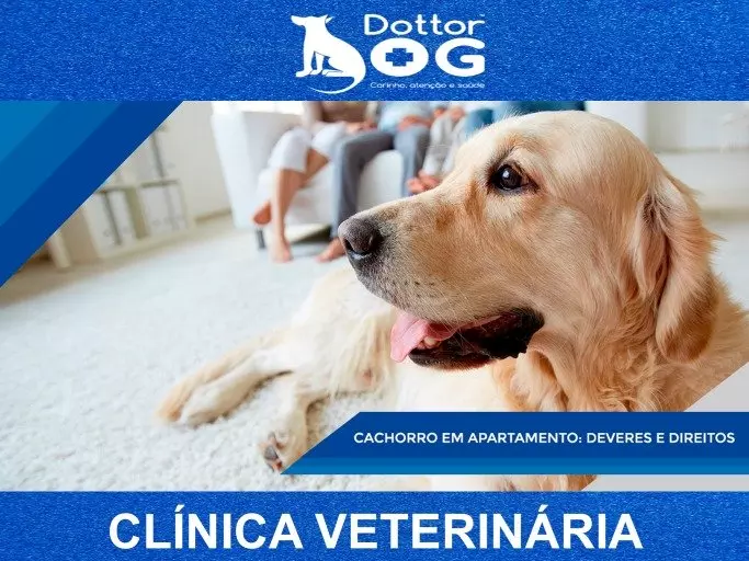 COMO CRIAR UM CACHORRO EM APARTAMENTO RESPEITANDO REGRAS DE BOA CONVIVÊNCIA COM OUTROS MORADORES