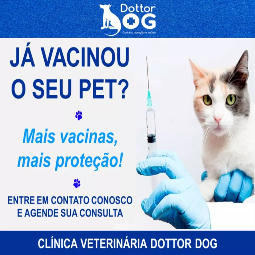 CONFIRA AS PRINCIPAIS VACINAS DE GATOS