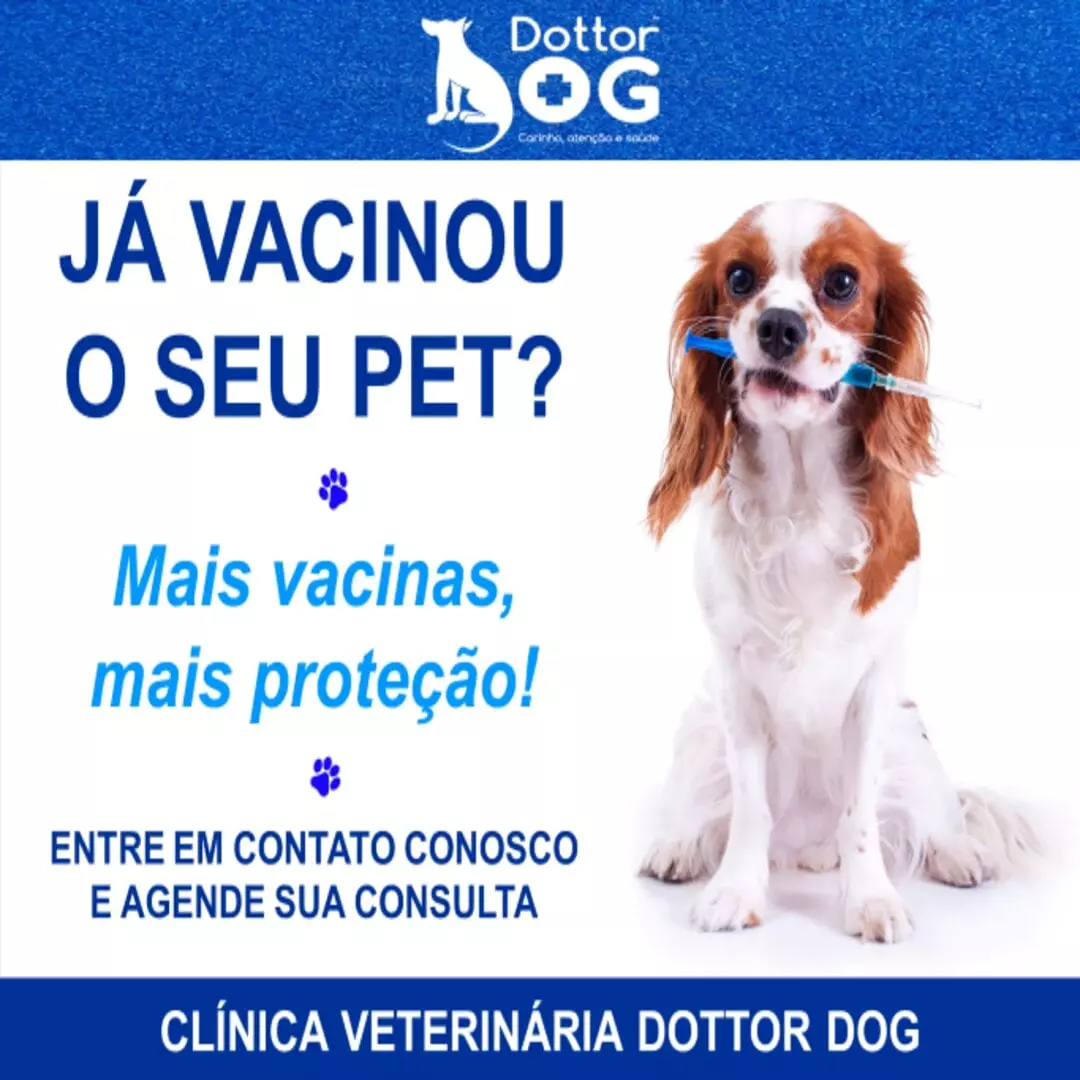 CONFIRA AS PRINCIPAIS VACINAS DE CÃES