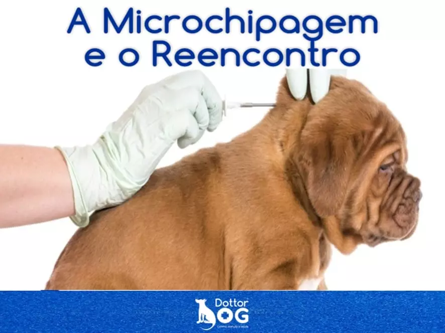 ENTENDA PORQUE É IMPORTANTE IMPLANTAR O MICROCHIP EM SEU PET