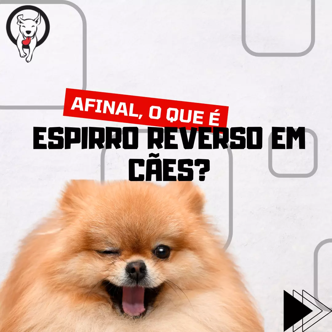 Afinal, o que é espirro reverso?