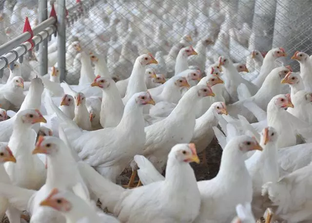 Senar oferece curso para produtores de aves e suínos integrados