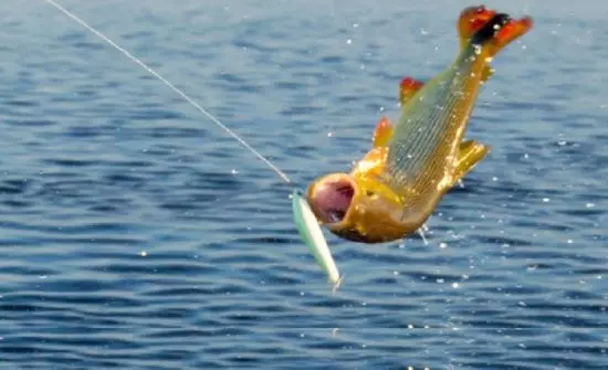 Rios Araguaia e Cristalino em Goiás recebem segunda edição de rally internacional de pesca esportiva