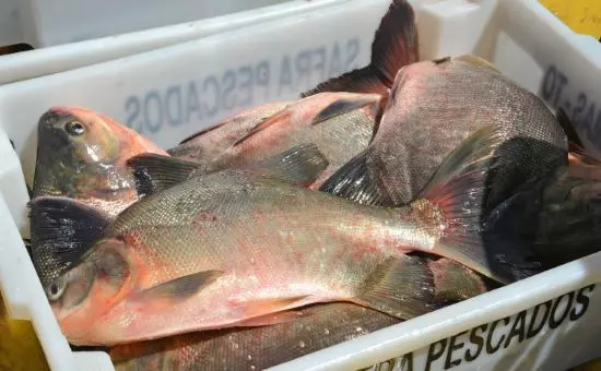 PISCICULTURA – Extremo norte do Tocantins começa a se destacar na produção de peixes de cultivo