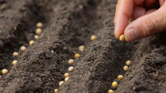 Por que o trabalho análogo à escravidão persiste no agronegócio brasileiro?