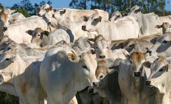 SEM AFTOSA - Cerca de 73 milhões de bovinos e bubalinos de todas as idades deverão ser vacinados até 31 de maio