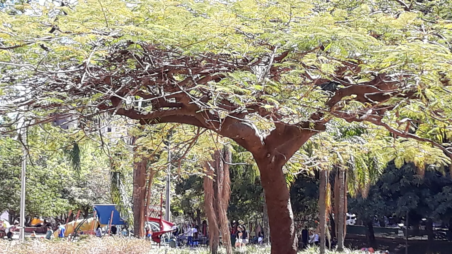 O que fazer numa manhã de sol na capital mineira, eis a questão