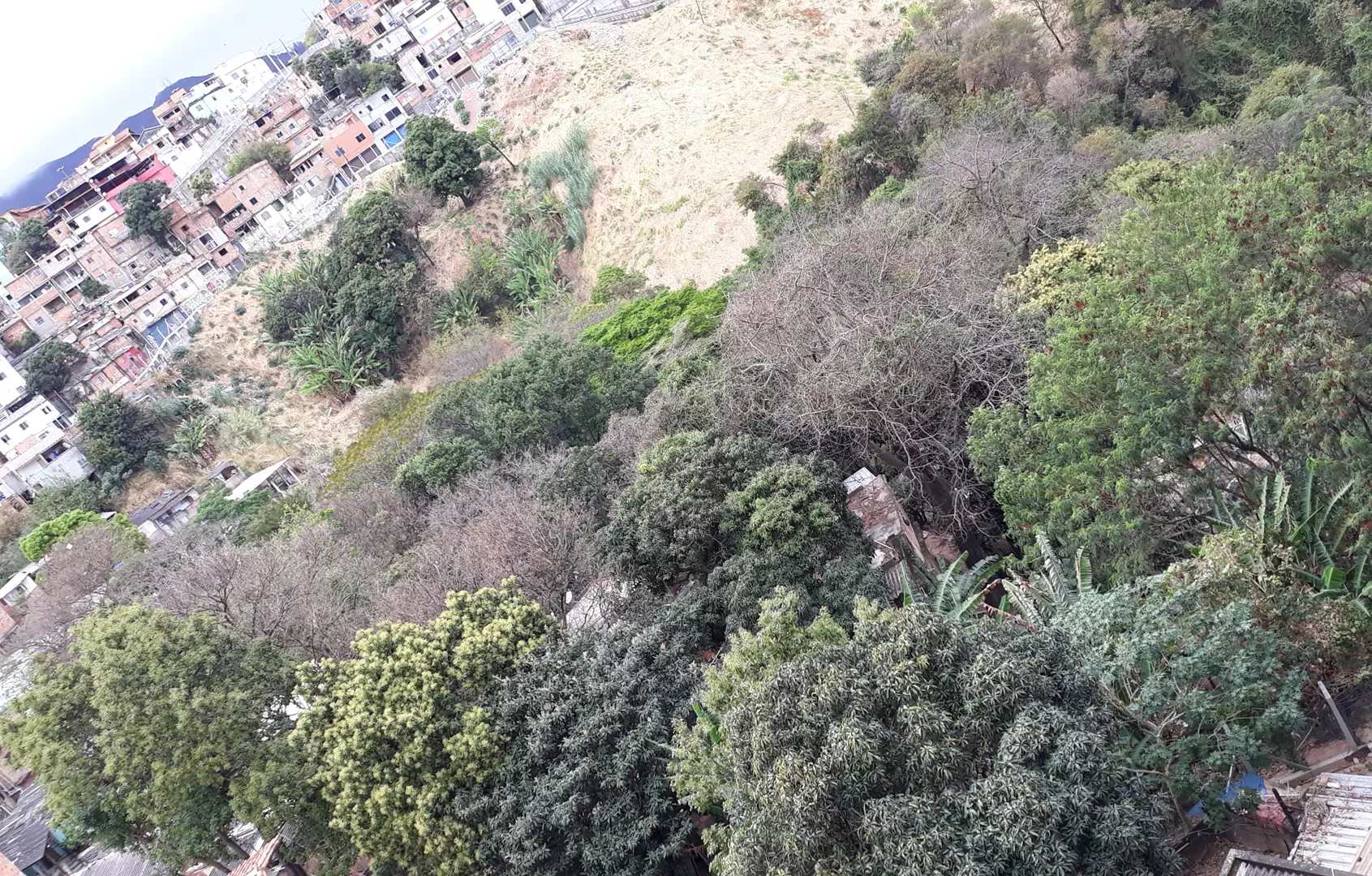 Canto de saracura enche o Parque Santo Antônio e desperta a curiosidade dos moradores ao redor