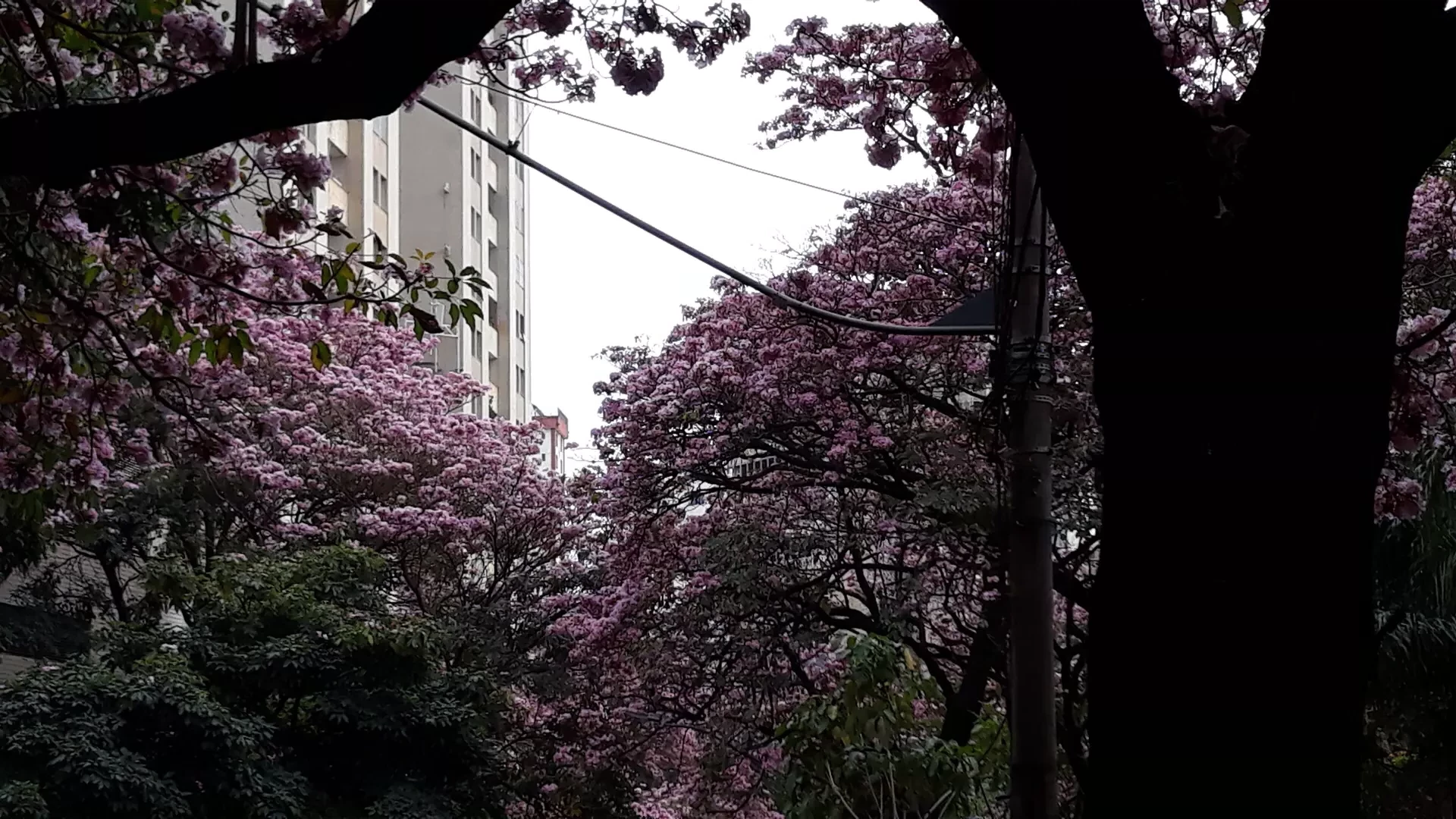 Vivaaa! A Estação da Primavera chegou! Beagá ganha o epíteto de “Cidade dos Ipês rosa, amarelo, branco...”