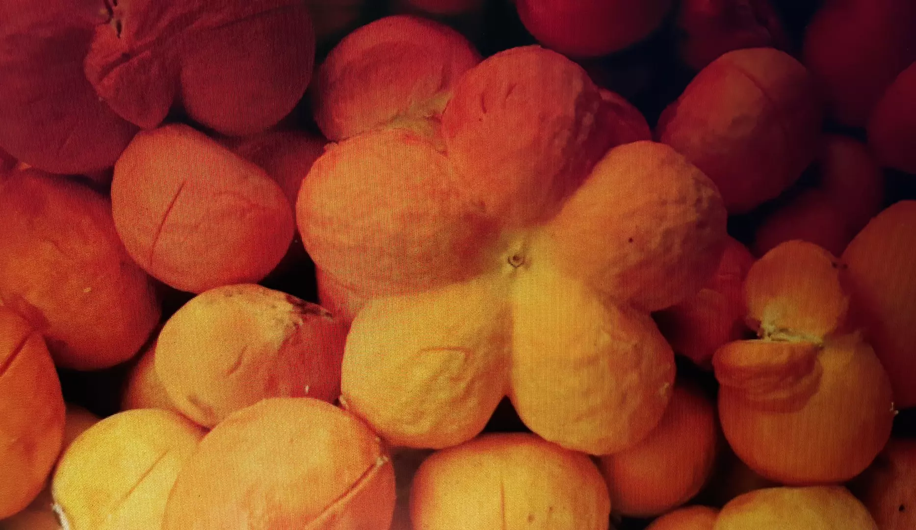 Do fruto do pequizeiro, o pequi, nada se perde, nem mesmo os caroços depois de roídos