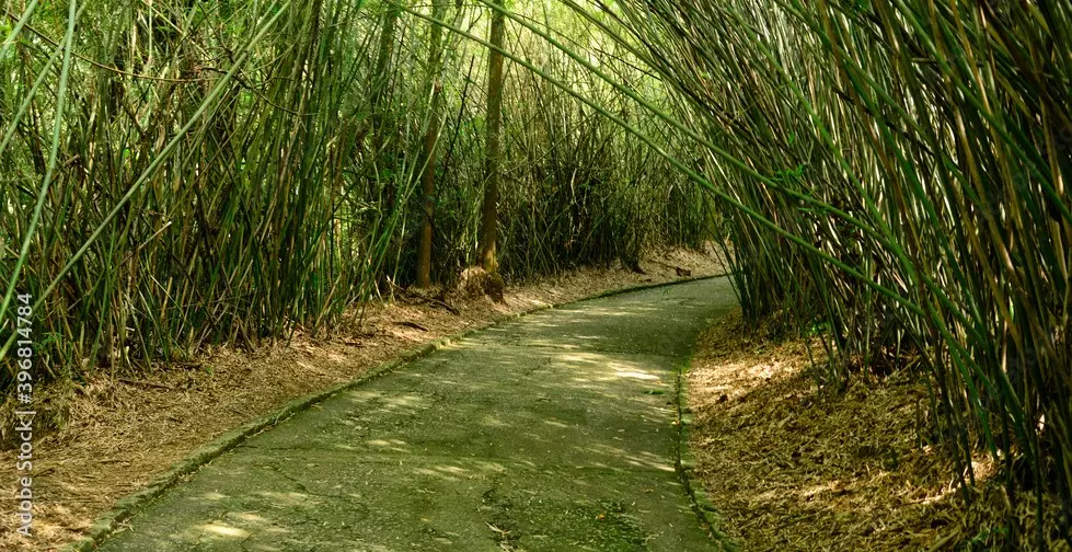 Bambu é a atual atração da pesquisa na UFV, com potencial para produção de carvão vegetal maior que o do eucalipto