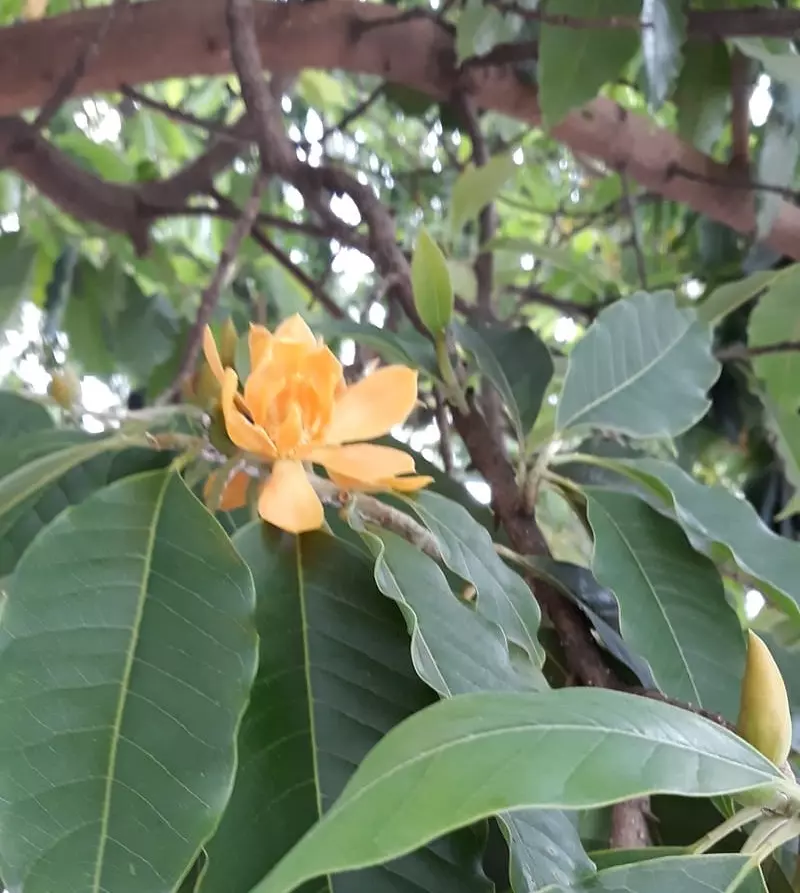 As magnólias amarelas florescem em novembro e perfumam boa parte do Centro da capital