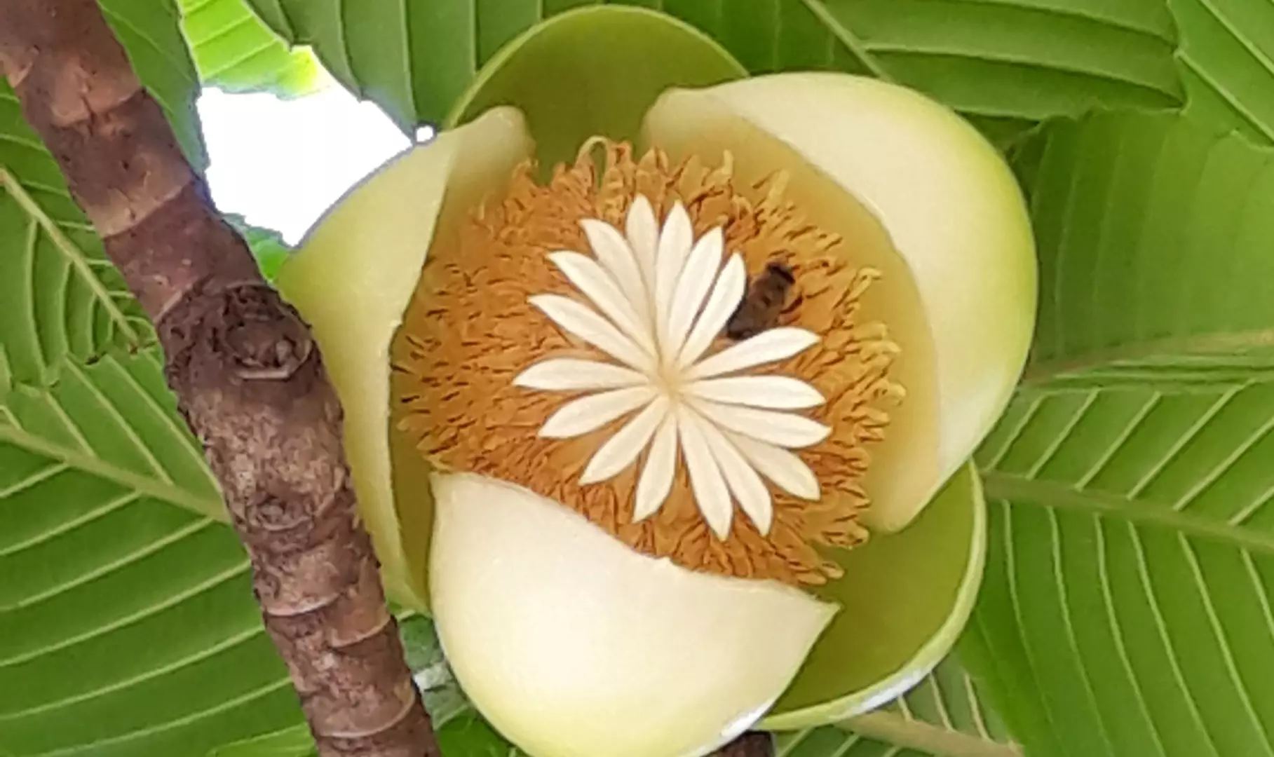 Maçã-de-elefante, quem conhece esta fruta cheia de qualidades, de origem indiana?