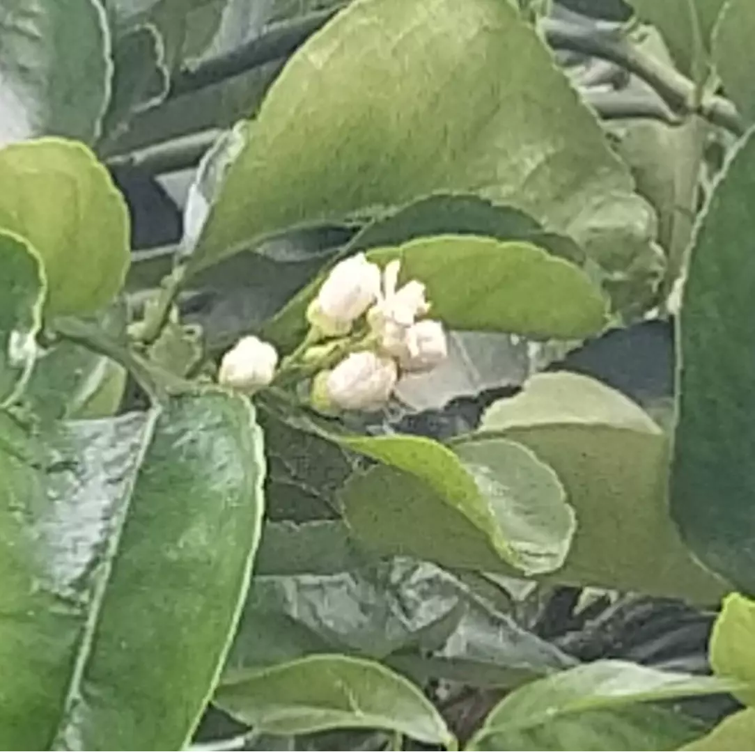 Foto da borboleta azul levou à exibição da flor do limoeiro, com o branco e o verdor