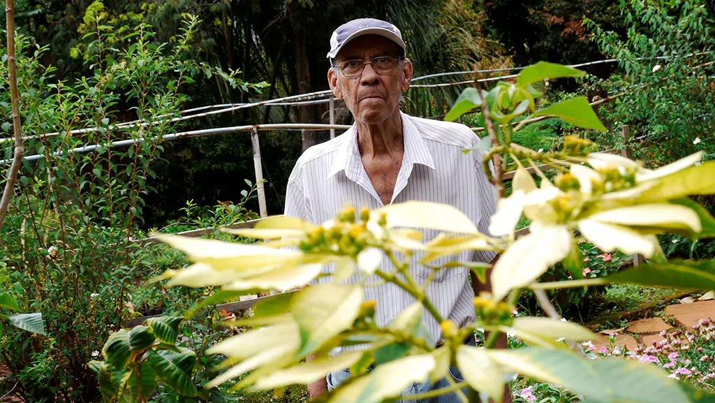 Chá de sebo, quem é do Sertão do Norte de Minas e do Vale do Jequitinhonha conhece